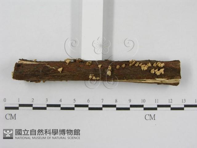 登錄號:F0013406藏品圖，第4張