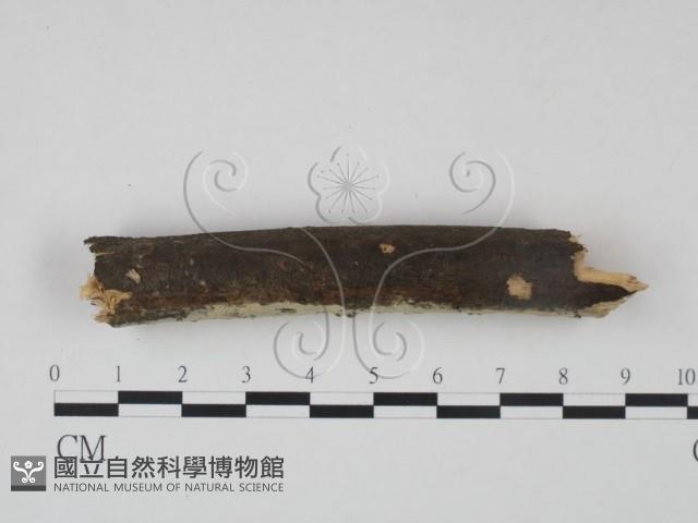 登錄號:F0021706藏品圖，第4張