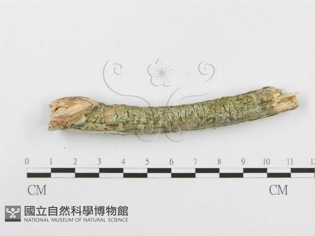 登錄號:F0020506藏品圖，第4張