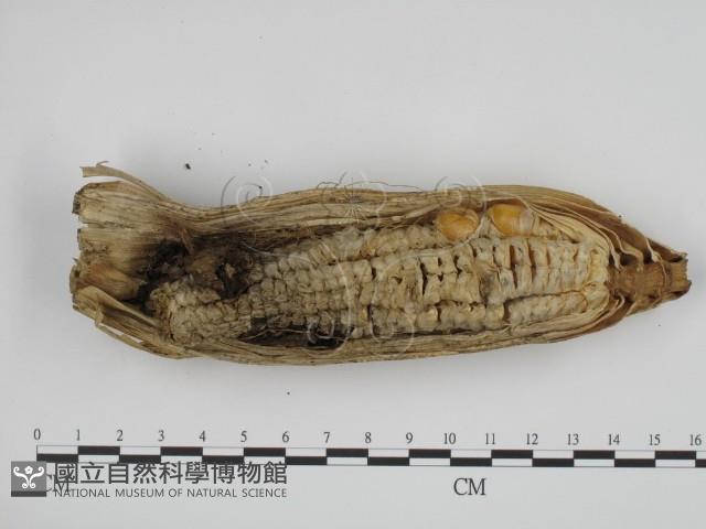 登錄號:F0000506藏品圖，第4張