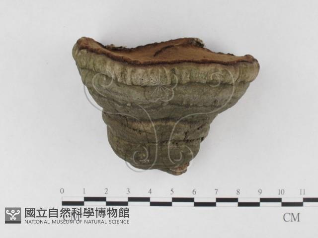 登錄號:F0026506藏品圖，第4張