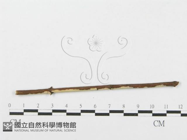 登錄號:F0004506藏品圖，第4張