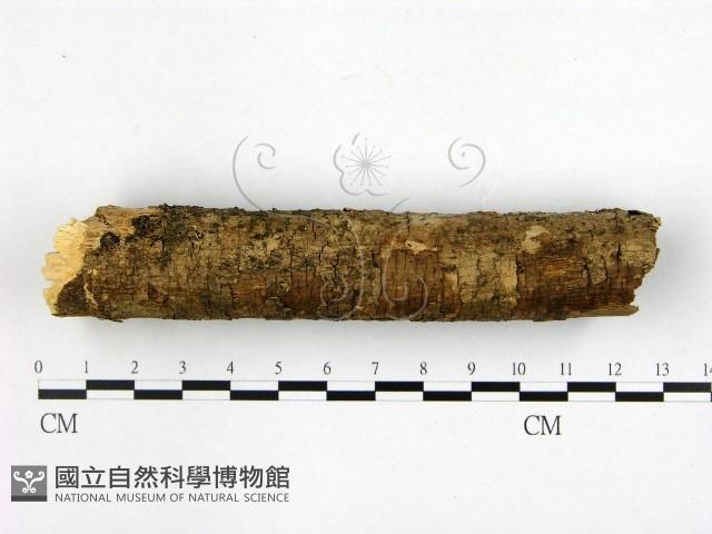 射脈菌屬藏品圖，第4張