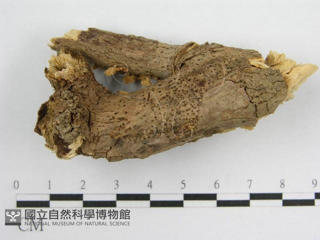 微皮傘屬藏品圖，第4張