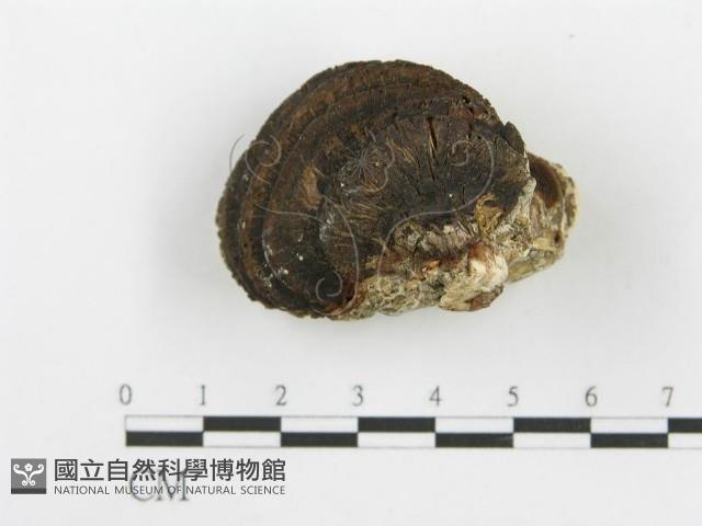 登錄號:F0006106藏品圖，第4張