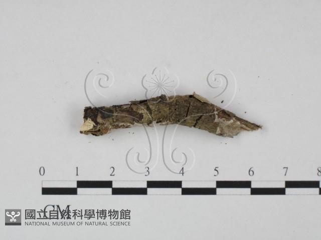 登錄號:F0015106藏品圖，第4張