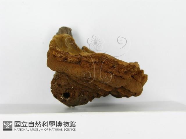 登錄號:F0012006藏品圖，第4張