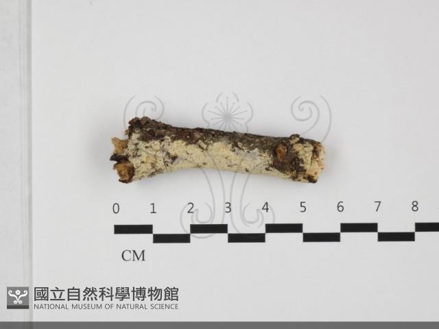 登錄號:F0032006藏品圖，第4張