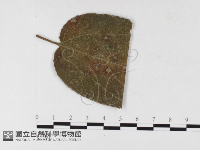 登錄號:F0026306藏品圖，第4張