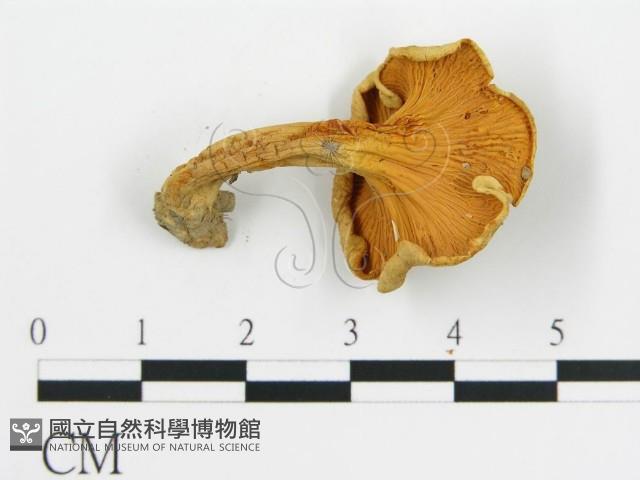 登錄號:F0014306藏品圖，第4張