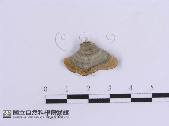 登錄號:F0007306藏品圖，第4張