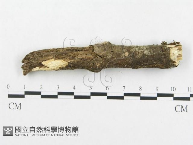 登錄號:F0000216藏品圖，第4張