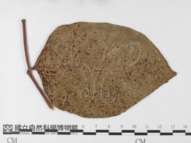 登錄號:F0026216藏品圖，第4張