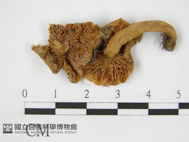 登錄號:F0011216藏品圖，第4張