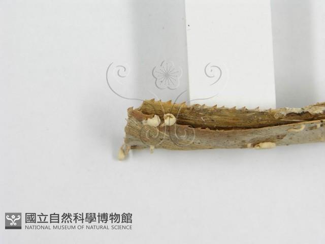 微皮傘屬藏品圖，第4張