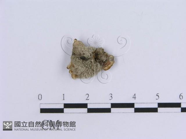 登錄號:F0018816藏品圖，第4張