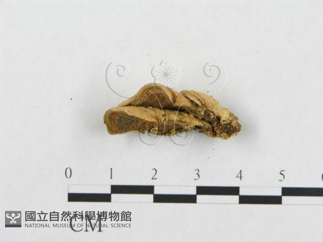 登錄號:F0010816藏品圖，第4張