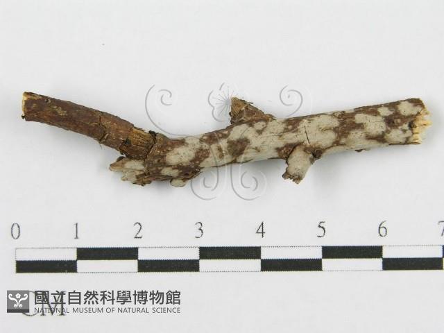 筍殼菌屬藏品圖，第4張