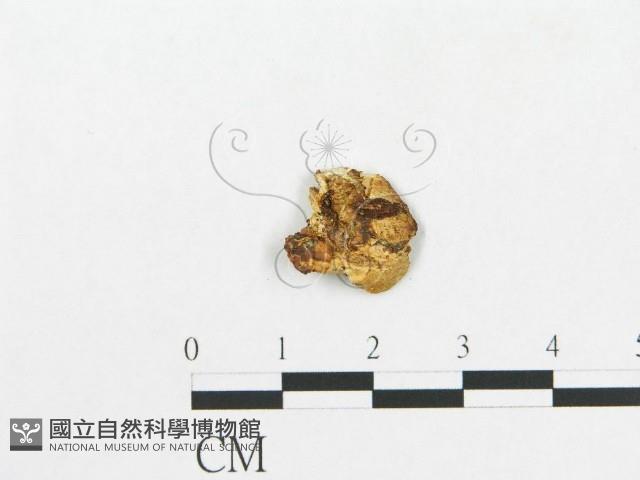 登錄號:F0019916藏品圖，第4張