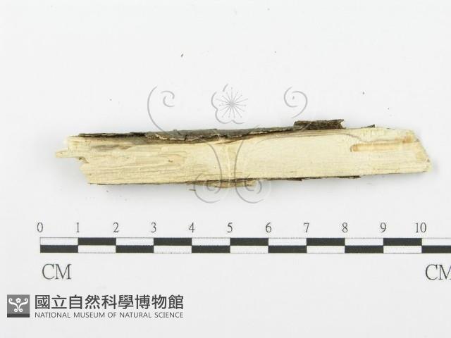 登錄號:F0001616藏品圖，第4張