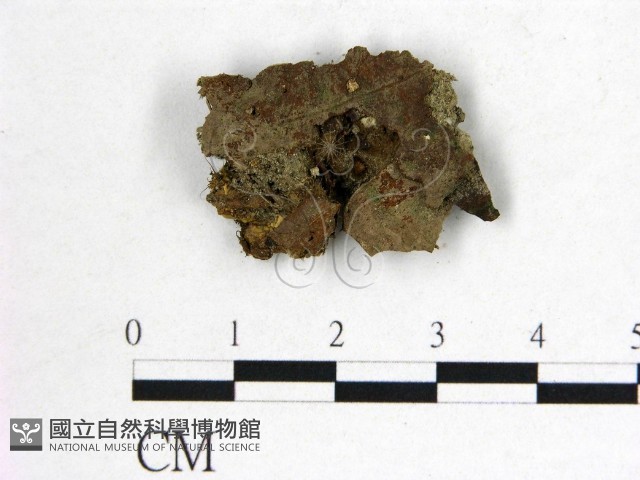 登錄號:F0022616藏品圖，第4張