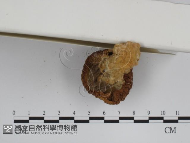 登錄號:F0007616藏品圖，第4張
