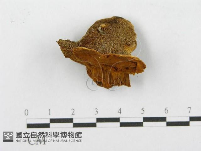 登錄號:F0017616藏品圖，第4張