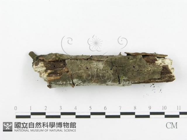 登錄號:F0020416藏品圖，第4張