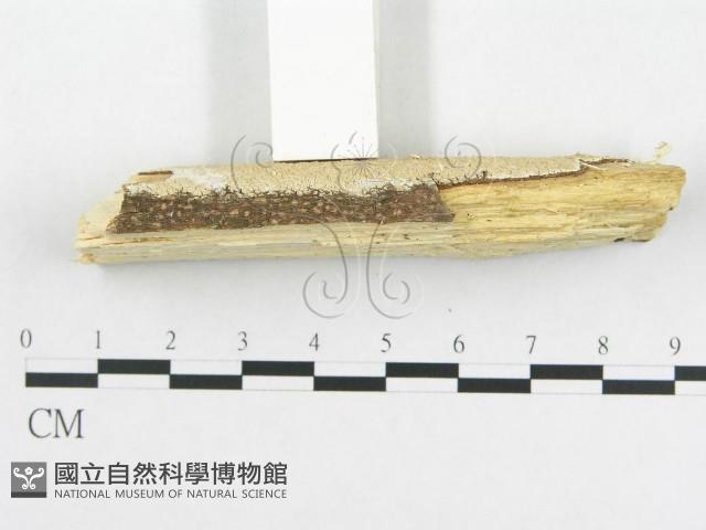 登錄號:F0018716藏品圖，第4張
