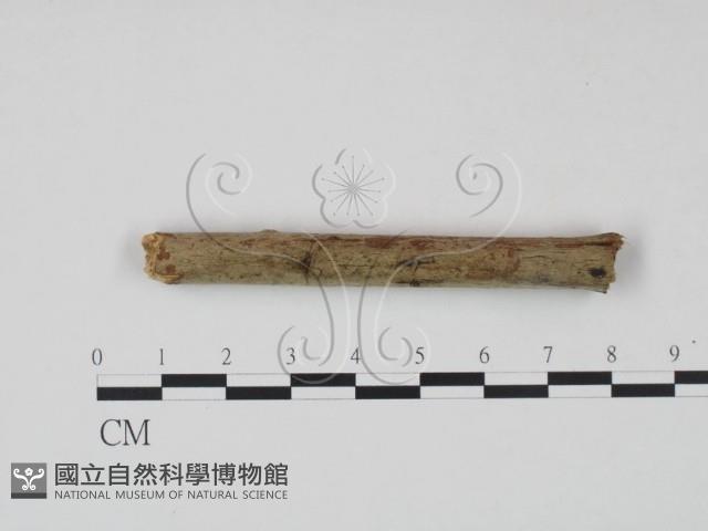 登錄號:F0021716藏品圖，第4張