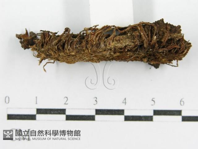 鬼傘屬藏品圖，第4張