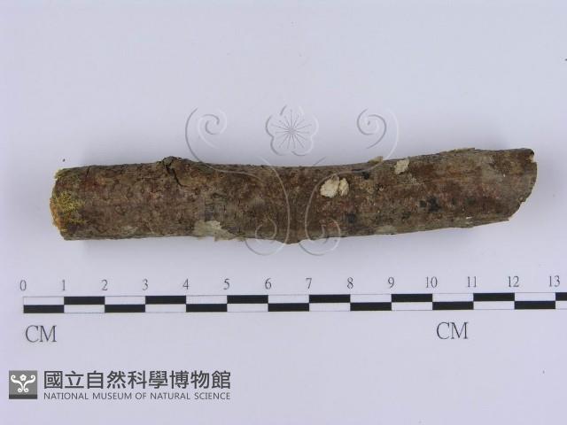 登錄號:F0000516藏品圖，第4張