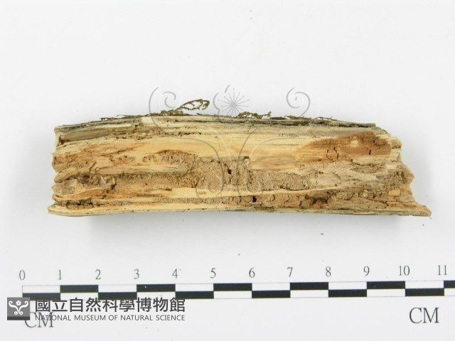 登錄號:F0001516藏品圖，第4張