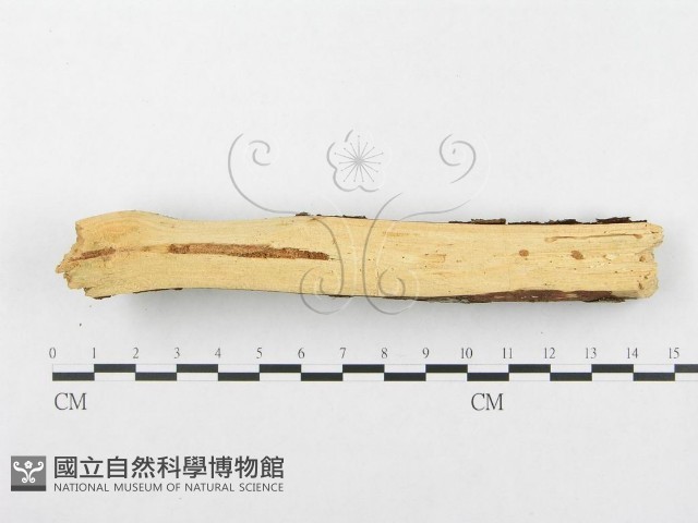 登錄號:F0002516藏品圖，第4張