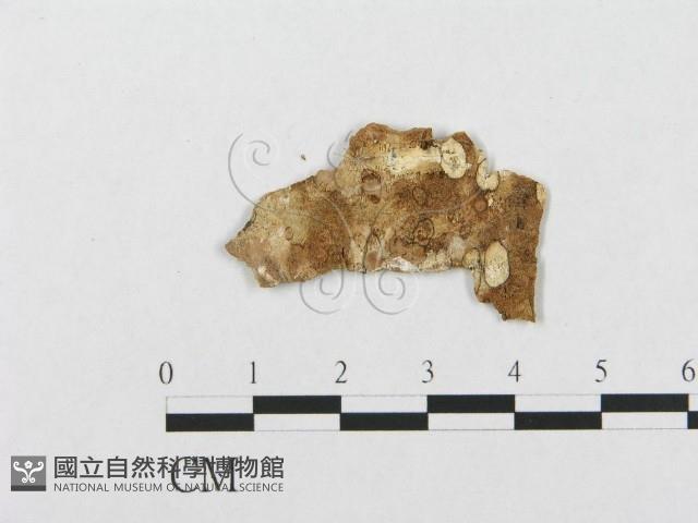 登錄號:F0017516藏品圖，第4張