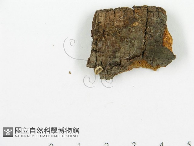 登錄號:F0013516藏品圖，第4張