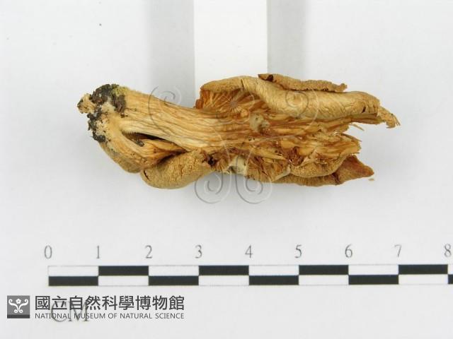 登錄號:F0008116藏品圖，第4張