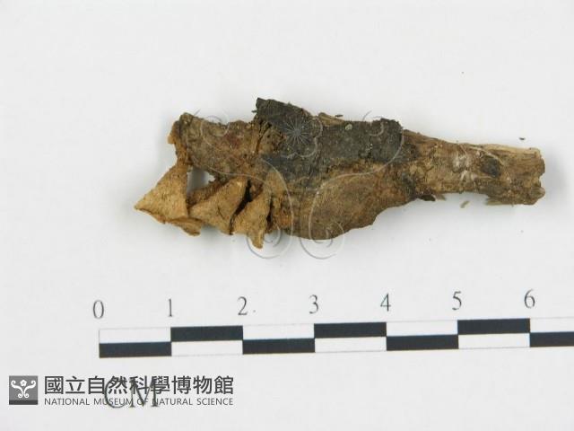 登錄號:F0010116藏品圖，第4張