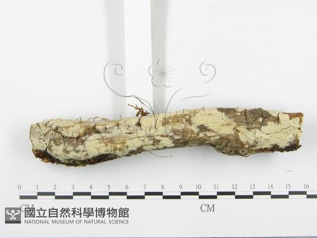 登錄號:F0003116藏品圖，第4張