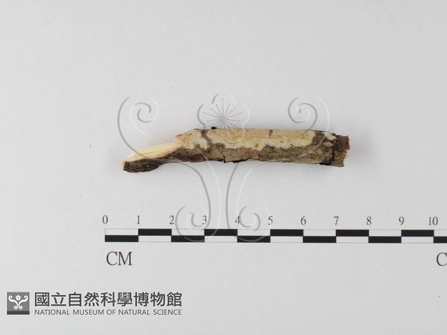 登錄號:F0021016藏品圖，第4張