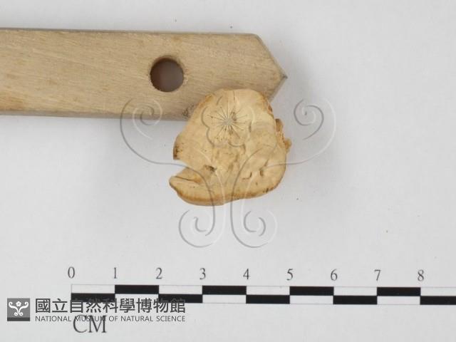 登錄號:F0024016藏品圖，第4張