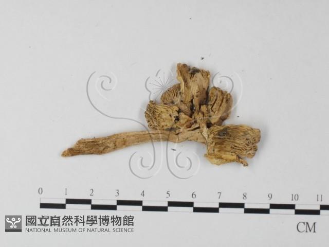 鵝膏屬藏品圖，第4張