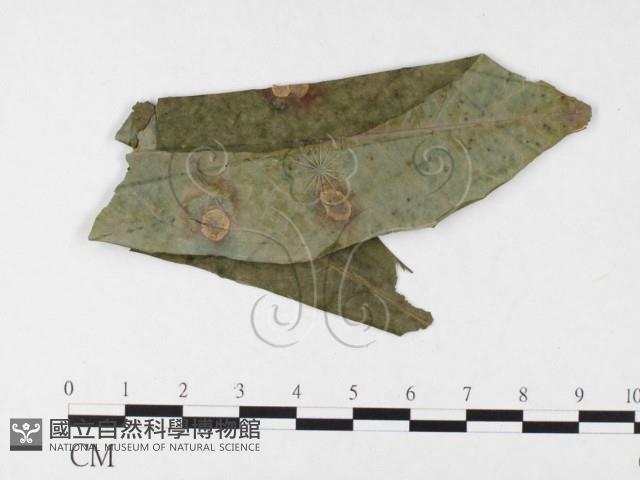 登錄號:F0026316藏品圖，第4張