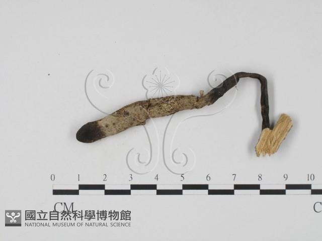 登錄號:F0011316藏品圖，第4張