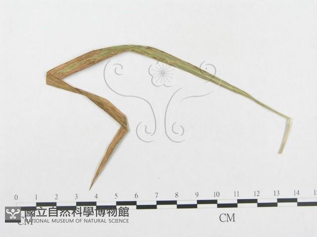 登錄號:F0019316藏品圖，第4張