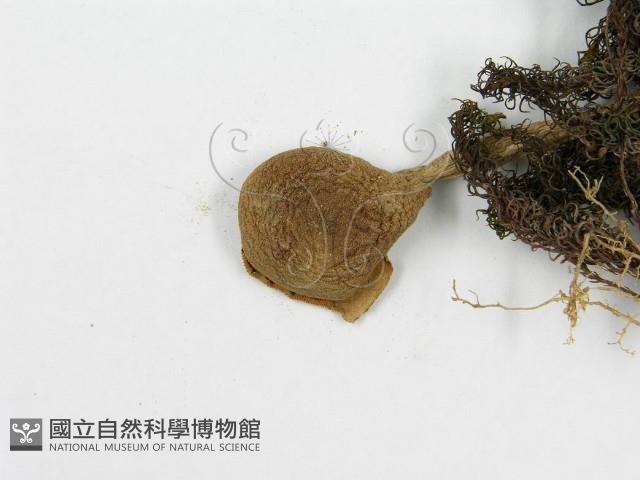 登錄號:F0013316藏品圖，第4張
