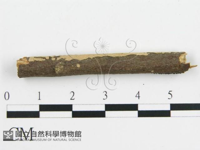 盤革菌屬藏品圖，第4張