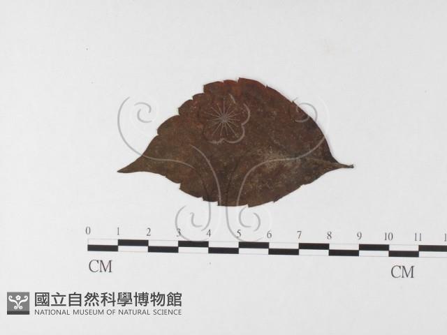 登錄號:F0026256藏品圖，第4張