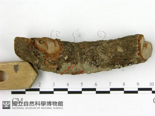 登錄號:F0012256藏品圖，第4張