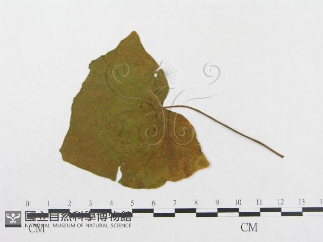 登錄號:F0018956藏品圖，第4張